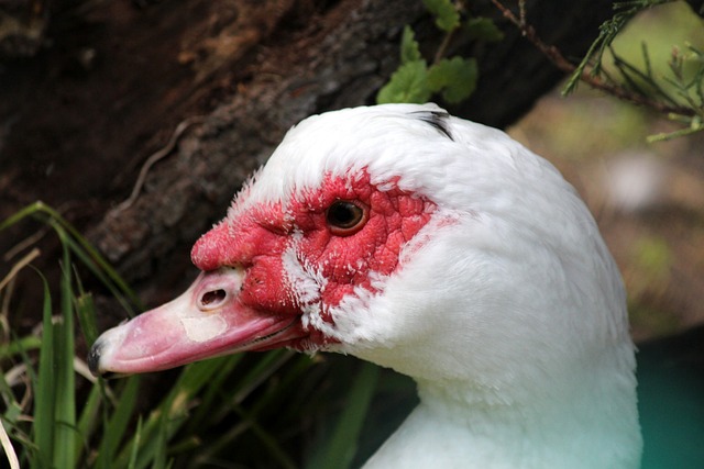 和西甲豪门 和西甲豪门